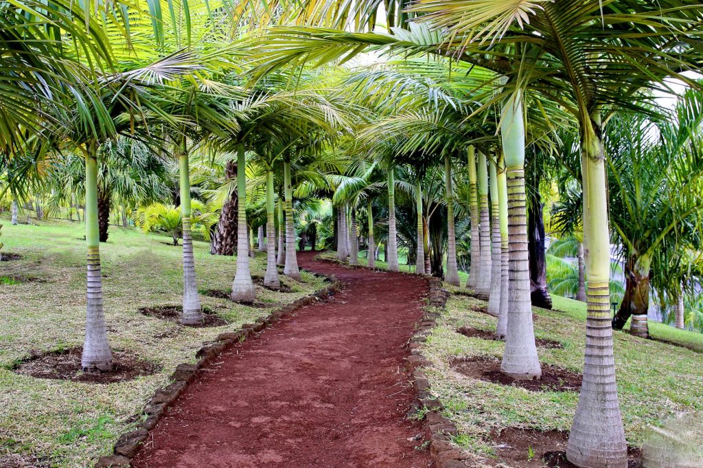 Palmboom park