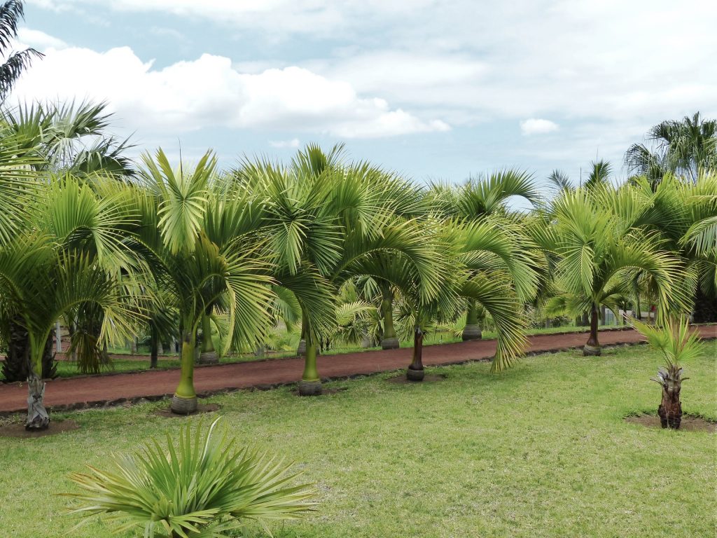 Palmträd parkerar