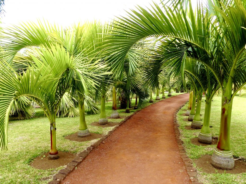 Пальмовый парк