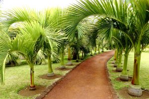 Пальмовый парк