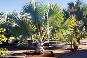 Palmträd parkerar