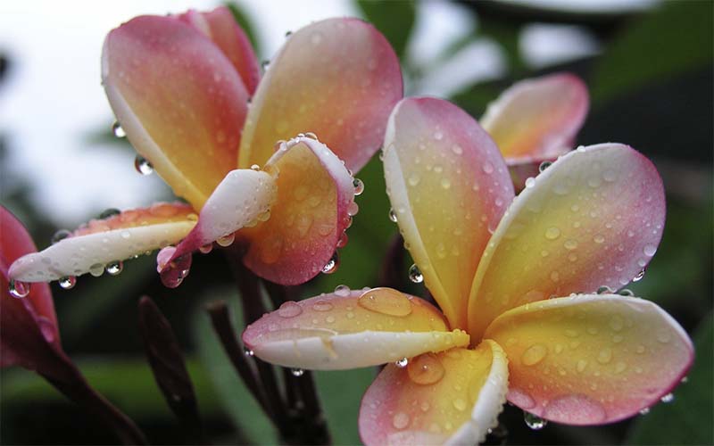 Les fleurs de la Réunion - Ile de la Réunion
