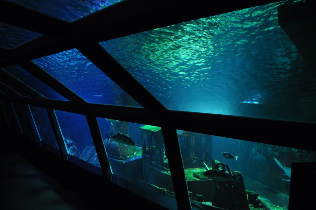Réunion Aquarium