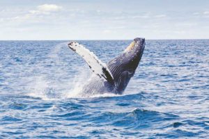 ilha-reunião-baleia