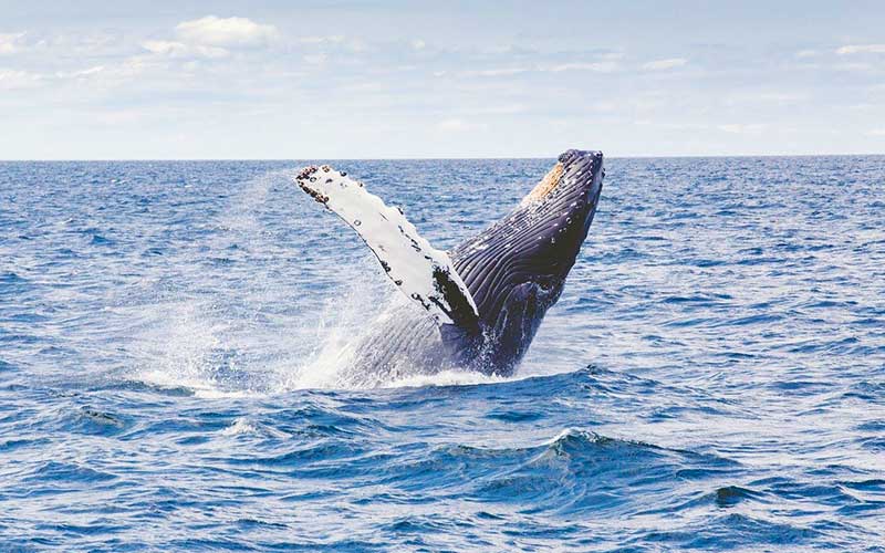 クジラ-レユニオン-島