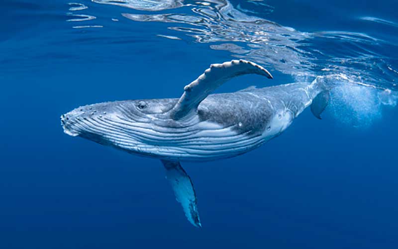 鲸鱼留尼汪岛