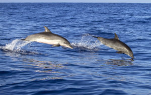 dolphin ile reunion