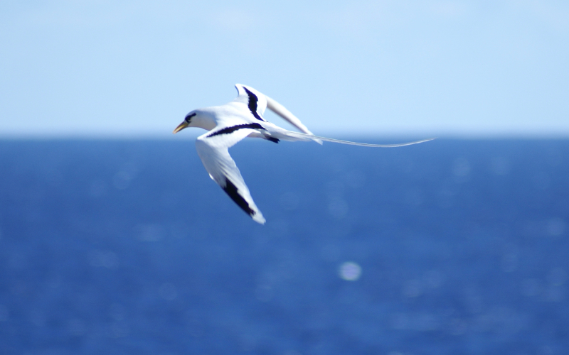 Le vol gracieux du Paille en queue Ile de la Réunion
