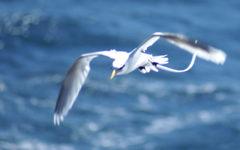 Le vol gracieux du Paille en queue Ile de la Réunion